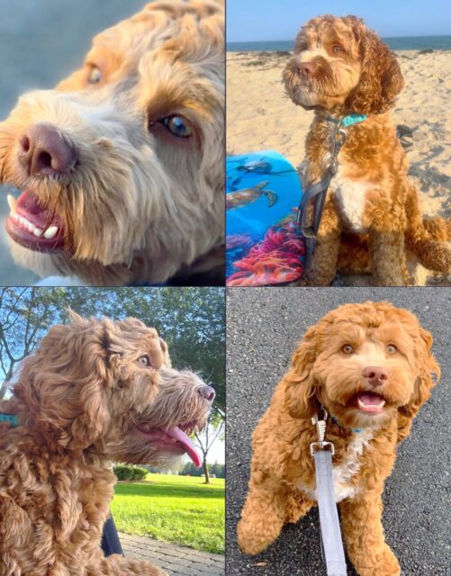 πππ
This fella turns three today! Brunson the cockapoo is quite the character. Typically you can find him sleeping near me in my cutting/design studio. Either that or barking at just about any noise he hears outside!π
Heβs a wonderful part of our family and my kids absolutely adore him. He is named after Jalen Brunson, the point guard of the NY Knicks! My sonβs favorite player.ππ§‘π
Happy Birthday to Brunie as we like to call himβ¦
πΆ
#cockapoolove #cockapooworld #aguyandhisdog #jalenbrunson #doglovers