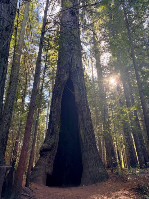 π²π±π²
Had a chance to go hiking in the redwoods today with my family. Such delicious fresh air and so beautiful out todayβ¦π
#redwoods #redwoodtrees #sonomacounty